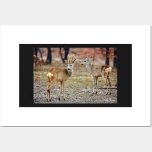 Roe deer family Posters and Art